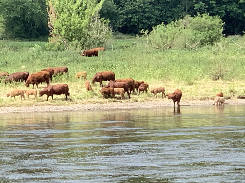 40 years ago the cows would have been dead after the first gulp. Now the Elbe water is clean(er)
