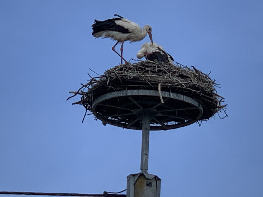 The cyclists get sometimes lost in the trail zigzags among the dykes. But the storks always keep their bird’s view